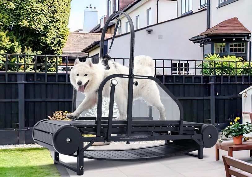 moysoon dog treadmill